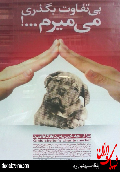 بازارچه خیریه ویژه سگ ها! + عکس