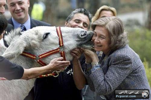 تصویری از ملکه اسپانیا در حال بوسیدن خر+عکس