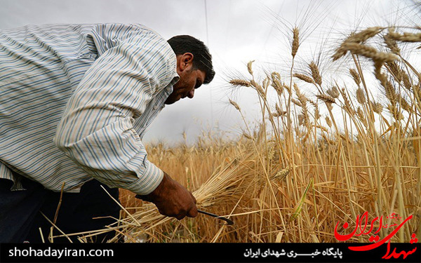 عکس/برداشت گندم و جو در خرامه شیراز - فارس