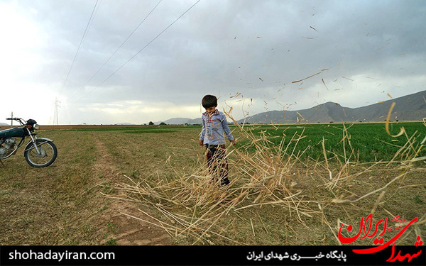 عکس/برداشت گندم و جو در خرامه شیراز - فارس