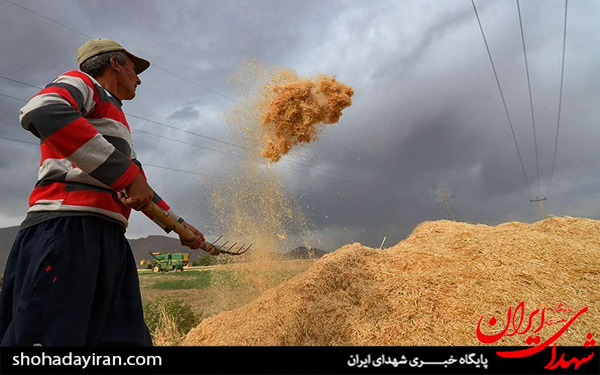 عکس/برداشت گندم و جو در خرامه شیراز - فارس