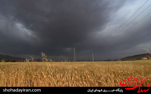 عکس/برداشت گندم و جو در خرامه شیراز - فارس