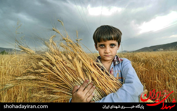 عکس/برداشت گندم و جو در خرامه شیراز - فارس