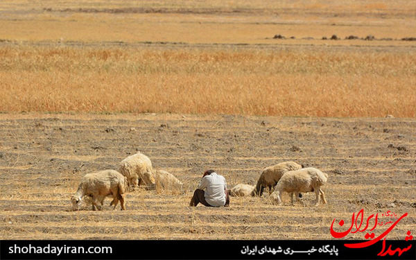 عکس/برداشت گندم و جو در خرامه شیراز - فارس