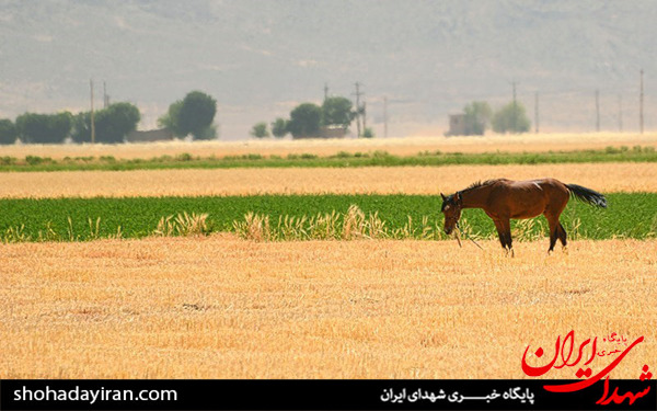 عکس/برداشت گندم و جو در خرامه شیراز - فارس