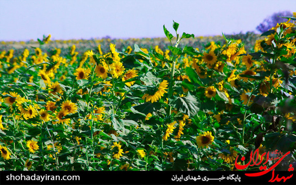 عکس/مزارع آفتابگردان در تاکستان
