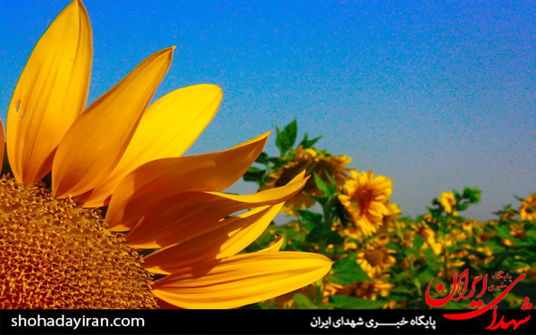 عکس/مزارع آفتابگردان در تاکستان
