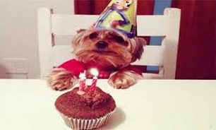 جشن تولد برای سگها در پایتخت ! +تصاویر