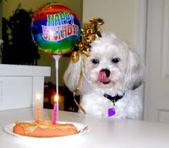 جشن تولد برای سگها در پایتخت ! +تصاویر