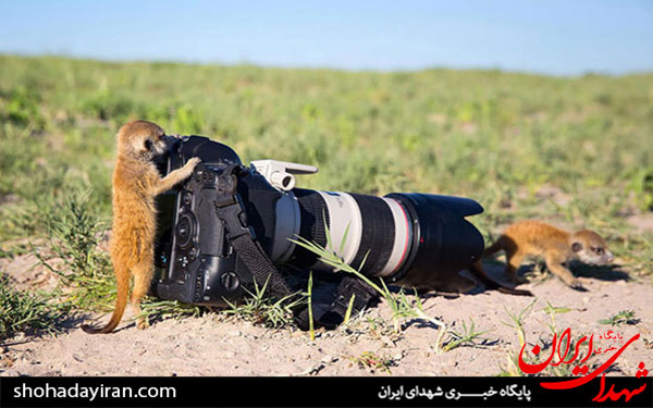 عکس/تصاویری از حیوانات با عکاسان