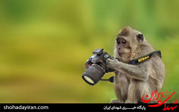 عکس/تصاویری از حیوانات با عکاسان