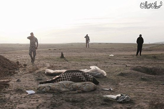 کشف جسد 24 عراقی در گور دسته‌ جمعی +عکس