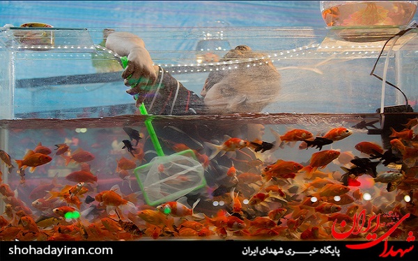 عکس/ بازار داغ ماهی های قرمز