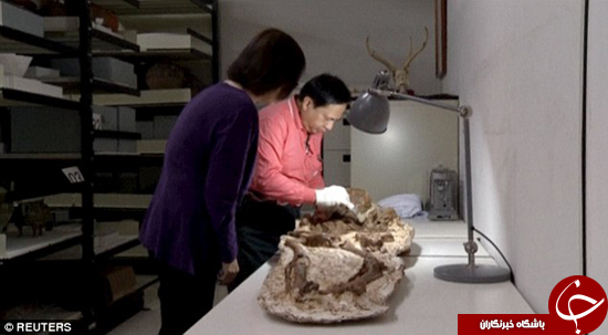 کشف فسیل ۴۸۰۰ ساله