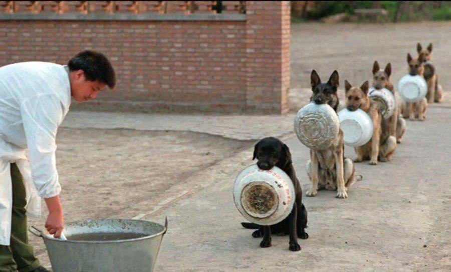 تصویری از سگ‌های پلیس چین در صف غذا+عکس