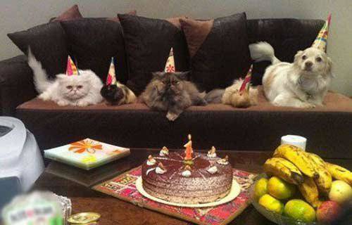 جشن تولد برای سگ در ام القرای جهان اسلام؟! + عکس