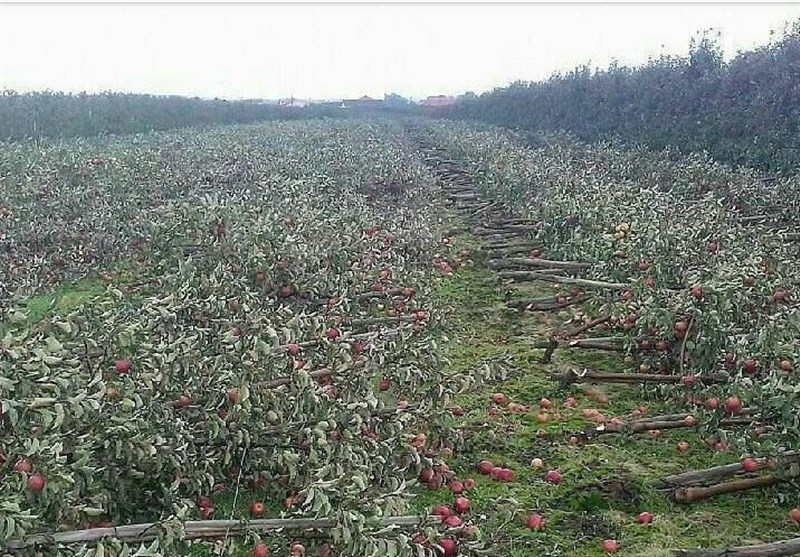 قطع درختان یک باغ سیب به خاطر فروش نرفتن! + عکس