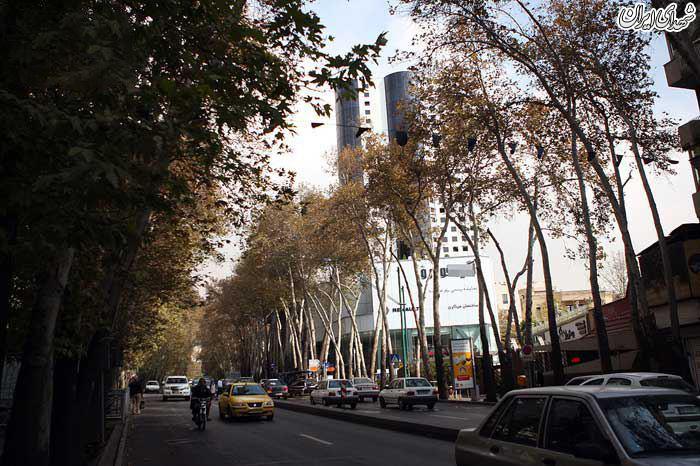 عکس/ قلع و قمع درختان خیابان ولیعصر در سکوت شهرداری!