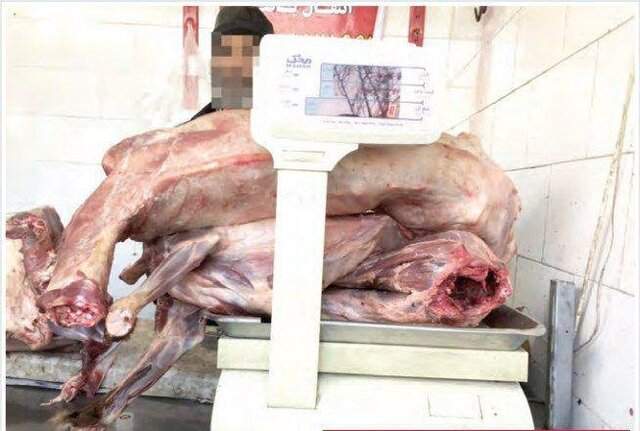 فروش گوشت سگ در مشهد! +جزئیات