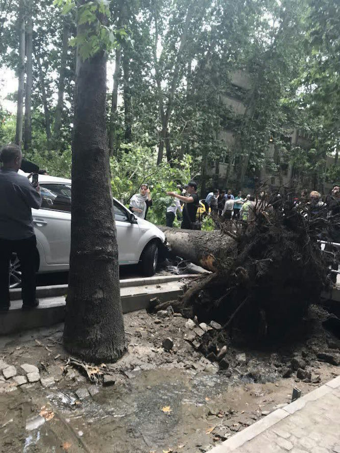 سقوط درخت در خیابان ولیعصر تهران براثر وزش باد
