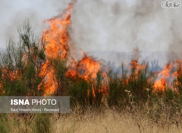 عکس/ آتش‌سوزی در اراضی جنگلی «بوئین‌زهرا»
