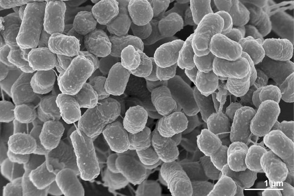 محققان کشور یک گونه جدید باکتریایی کشف کردند