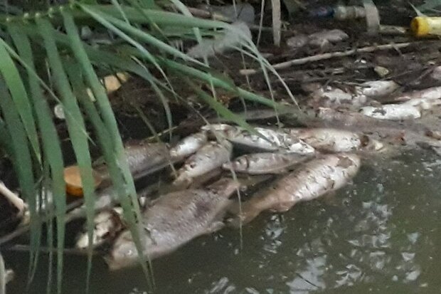 علل مرگ ماهی های در رودخانه زردی