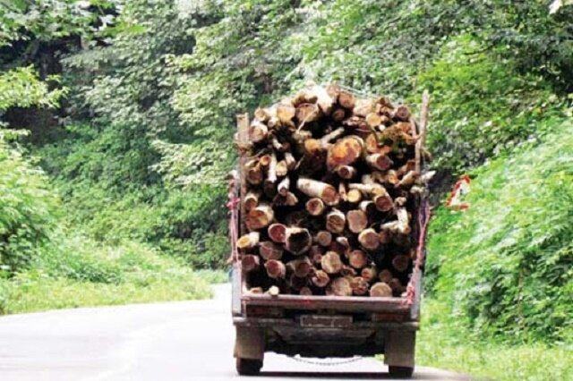 درختان جنگلی با پراید قاچاق می‌شود