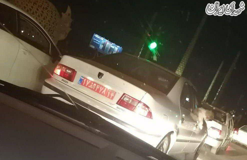 سگ گردانی با ماشین دولتی! +عکس