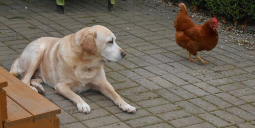 غذا خوردن سگ از مرغ هایی که به مردم میفروشند
