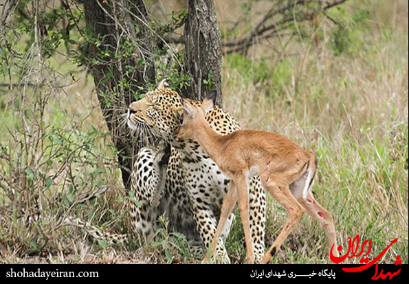 تصاویر/دوستی شگفت انگیز آهو با پلنگ