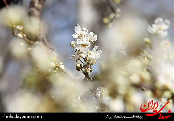 تصاویر/ صدای پای بهار می آید شکوفه های بهاری بر ما می خندند