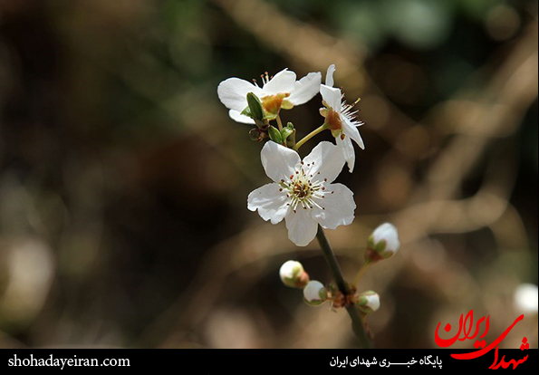 تصاویر/ صدای پای بهار می آید شکوفه های بهاری بر ما می خندند