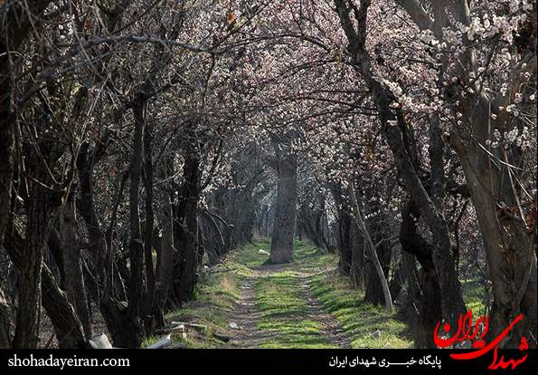 تصاویر/ صدای پای بهار می آید شکوفه های بهاری بر ما می خندند