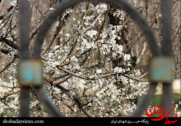 تصاویر/ صدای پای بهار می آید شکوفه های بهاری بر ما می خندند