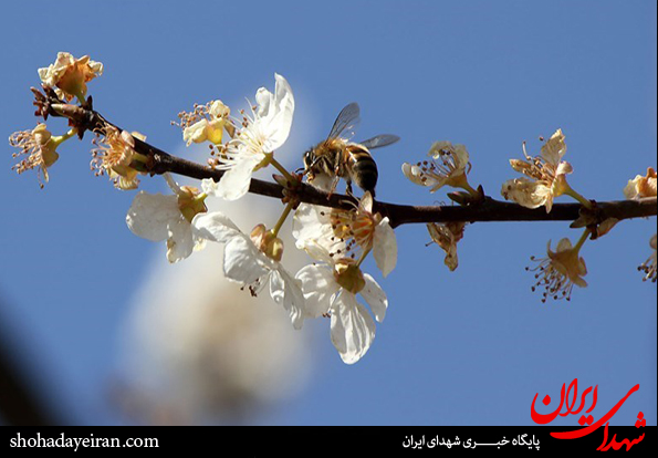 تصاویر/ صدای پای بهار می آید شکوفه های بهاری بر ما می خندند