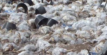 سعودی‌ها به مرغ‌های یمن هم رحم نکردند!+عکس