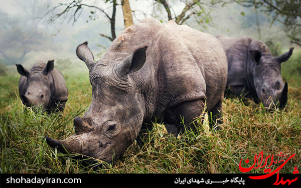 عکس/برندگان مسابقه نشنال جئوگرافیک