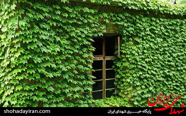 عکس/روستای که پس از ترک صاحبانش به باغ زیبا تبدیل شد