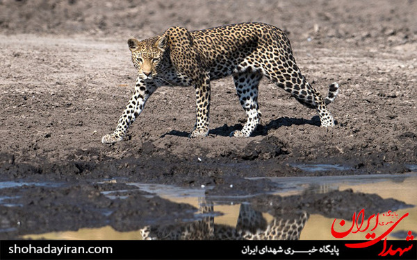 عکس/پلنگ و هوس شکار ماهی