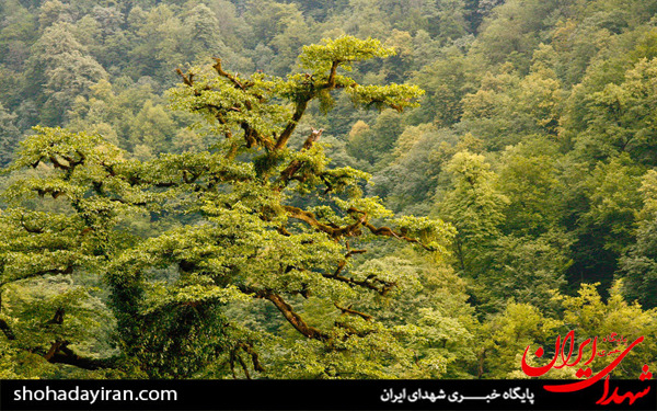 عکس/قلعه رودخان