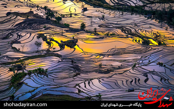 عکس/مزارع برنج در چین