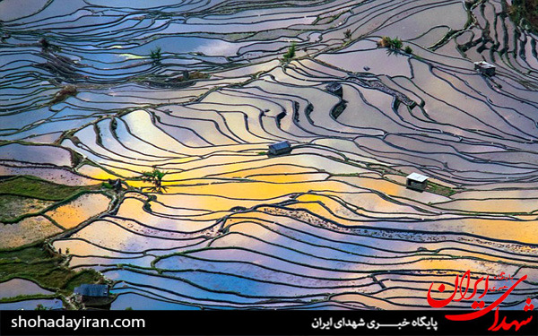 عکس/مزارع برنج در چین