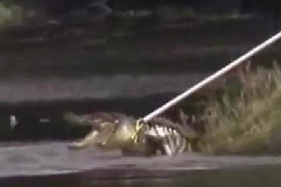 از دست پلیس فرار کرد،گیر تمساح افتاد! +عکس