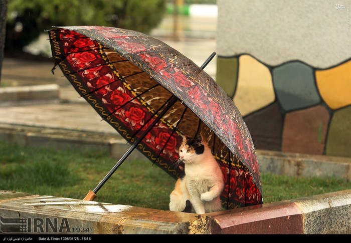 عکس/ باران بهاری در تهران