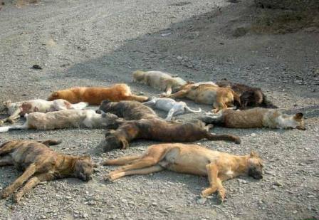 سگ‌کشی گسترده افراد ناشناس در تبریز +عکس