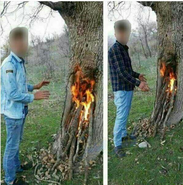 دستگیری ۲ جوان به جرم آتش‌زدن درخت +عکس