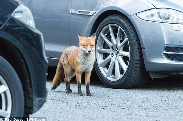 قلاده روباه در جلوی دفتر 