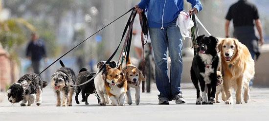 سگ گردانی در پارک‌های لواسان ممنوع شد +سند