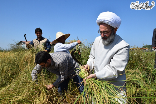عکس/ دروی دستی برنج توسط نماینده ولی‌فقیه در گیلان